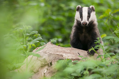 The Badger