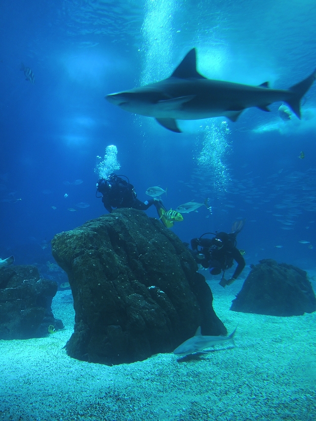 Portugal: het Oceanarium van Lissabon