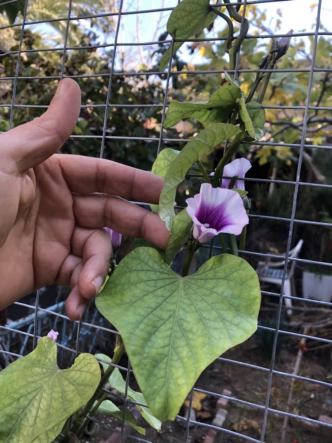 What makes purple sweet potato flowers even more remarkable is their lengthy blooming period. Once the conditions are right, these plants can flower for months, covering the foliage in a blanket of purple. This stunning display is not just a fleeting moment; it is a testament to the plant's resilience and beauty.