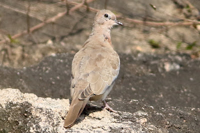 "Laughing Dove resident common, sitting on a rock."