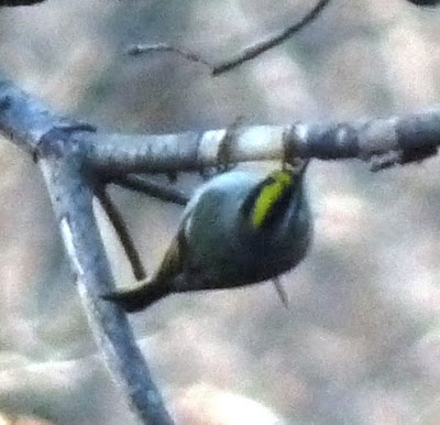 golden-crowned kinglet