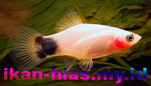 Jenis Ikan Hias Air Tawar Aquarium: Ikan lucu mickey mouse