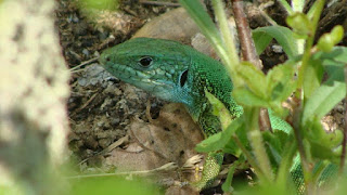Lacerta viridis viridis male DSC51814