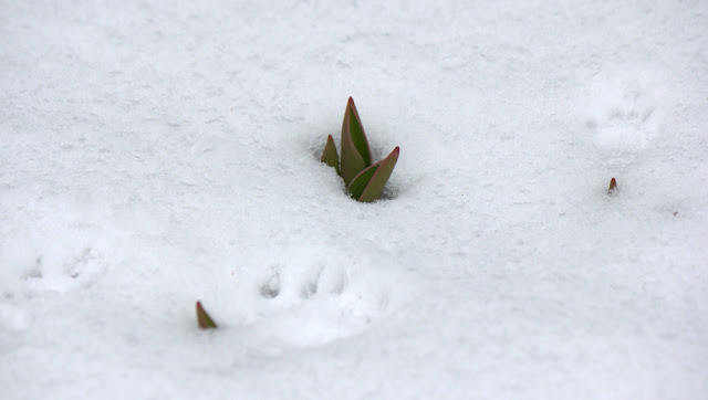Tulips and squirrel tracks