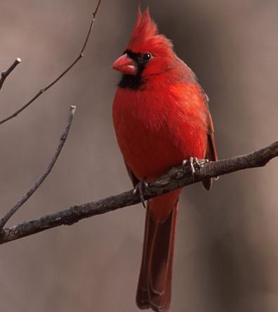 Cardinals The Bird Information