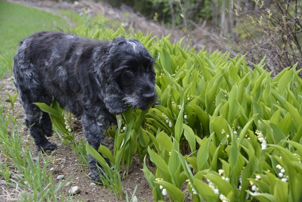 cocker spaniel liljekonvall