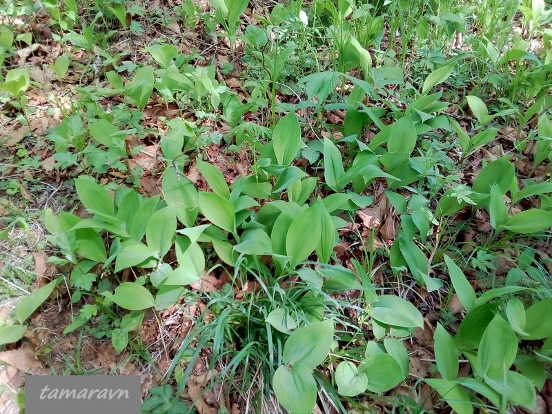 Ландыш Кейзке / Ландыш маньчжурский (Convallaria keiskei)