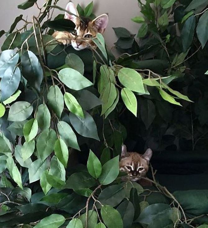 Luxury Cat Trees