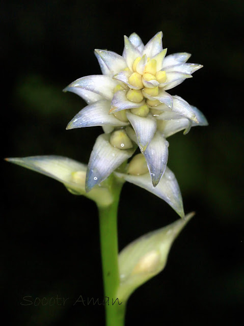 Hosta sieboldiana