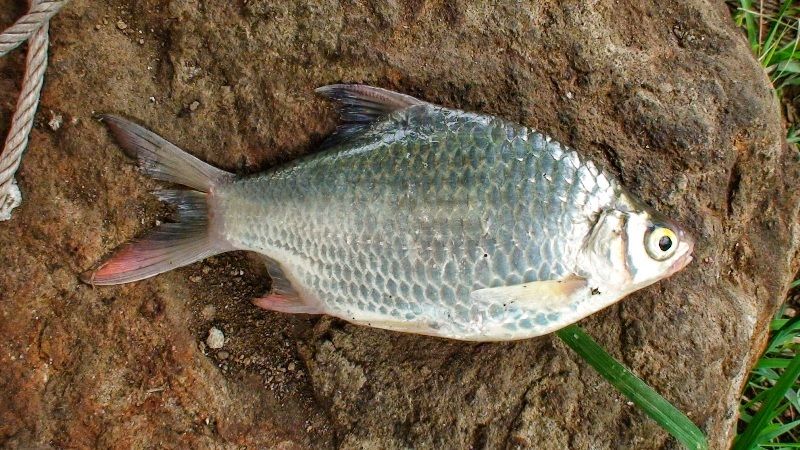  Nama  Nama  Ikan  Air  Tawar  Terlengkap dari A Z Info 