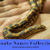 442 Best Snake Names Ideas & Suggestions >> Names Creator