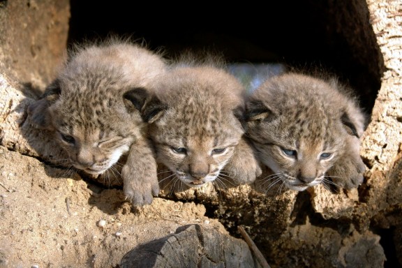 15 cutest endangered animals in the world, iberian lynx cubs