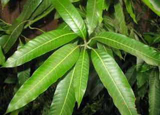 Side effect of mango leaves