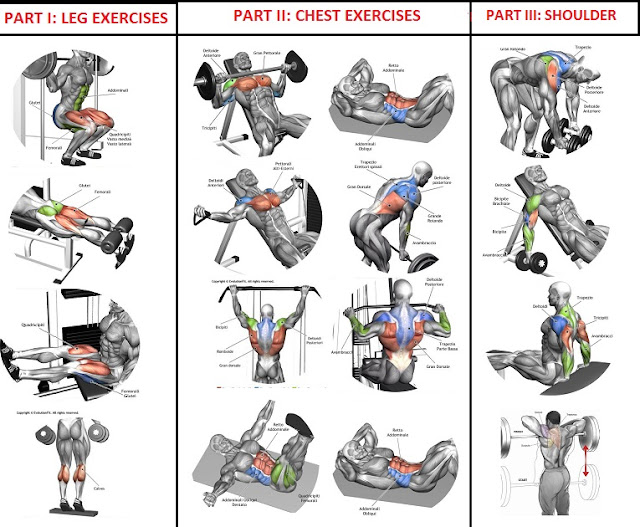  Workout Program For Quick Muscle Building