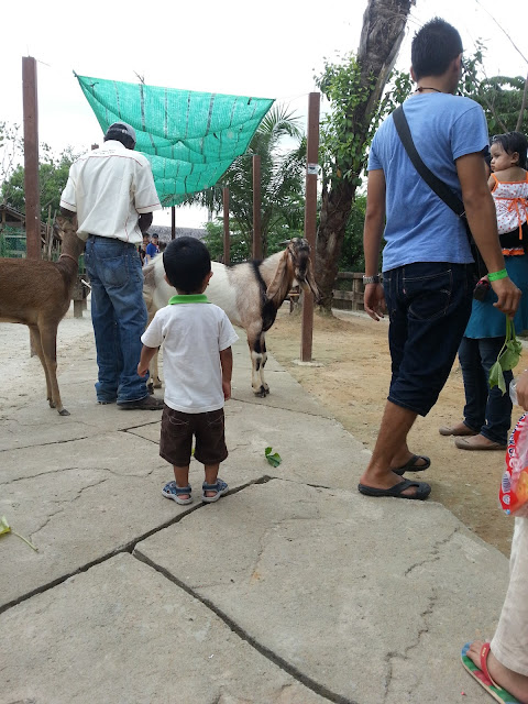 FARM IN THE CITY