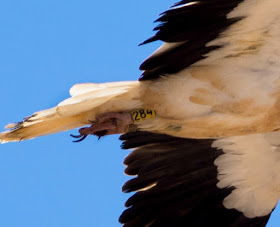 Egyptian Vulture - Embalse de los Molinos, Fuerteventura