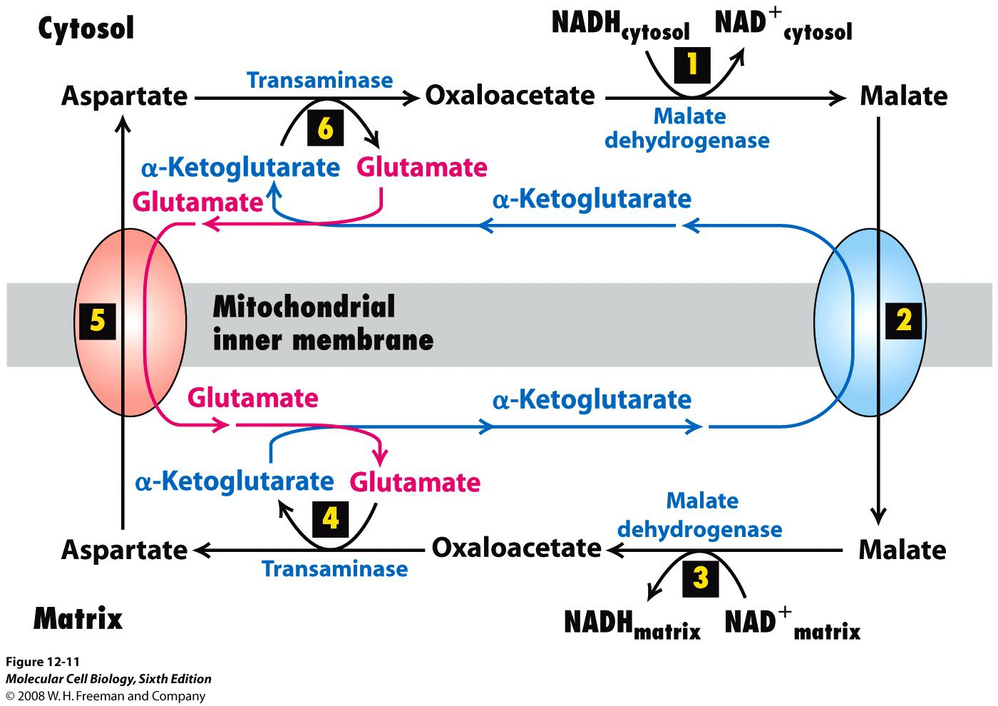 Malate aspartate shuttle Wikipedia - malate aspartate shuttle