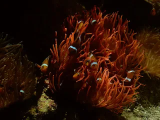 ジェノヴァ水族館のカクレクマノミ