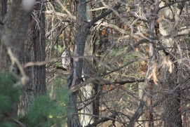 can you spot the barred owl among the branches?