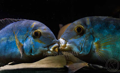 true parrot cichlid