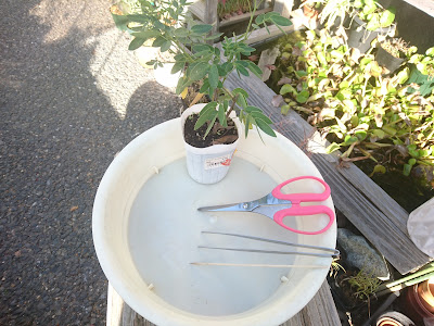 コバノセンナの植え付け・植え替え