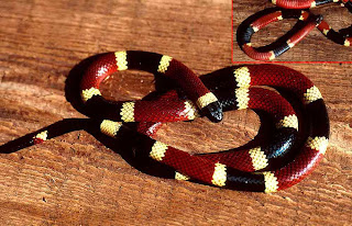 Western Coral Snake Red and Black and Narrow Yellow and White Rings.