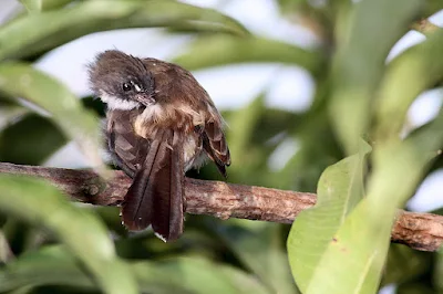 Pied Fantail Rhipidura javanica