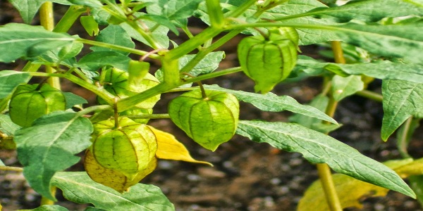 manfaat buah ciplukan