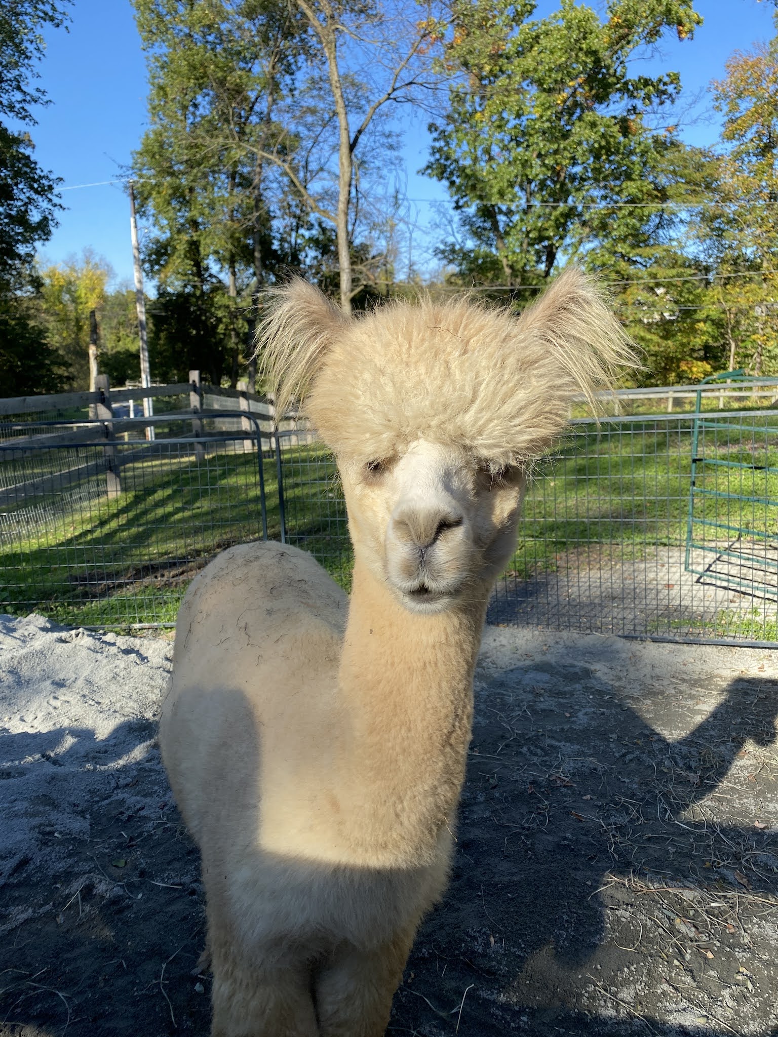 Farm and Fleece - Alpaca Farm, Alpaca Products, Agritourism