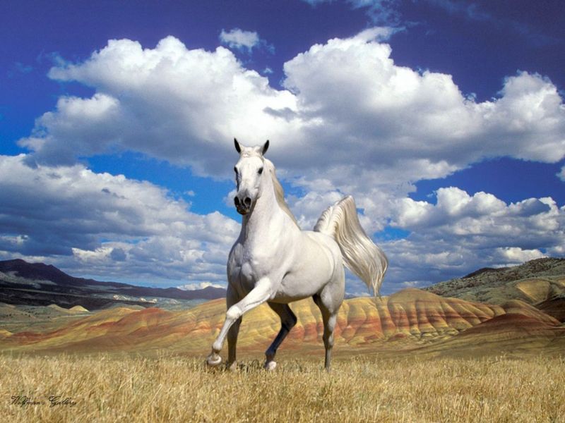 wallpaper kuda, gambar kuda