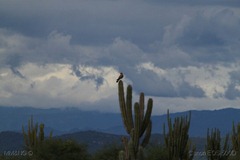 IMG_6137