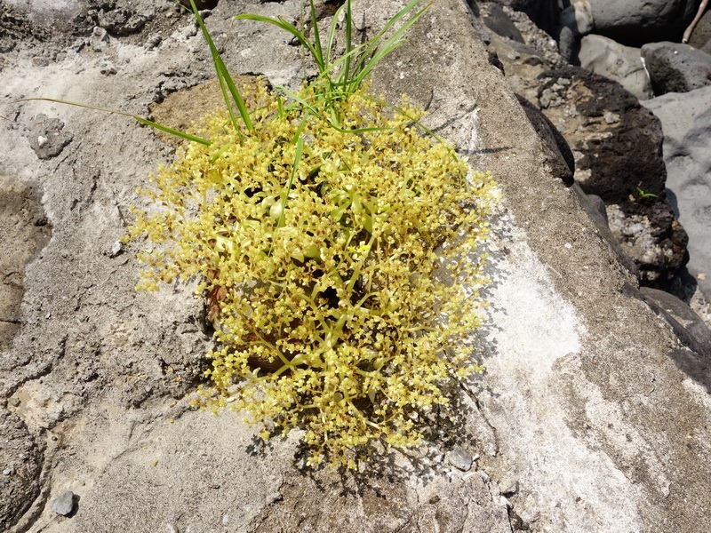 2014_0622 北方三島-彭佳嶼、棉花嶼、花瓶嶼巡禮_0144