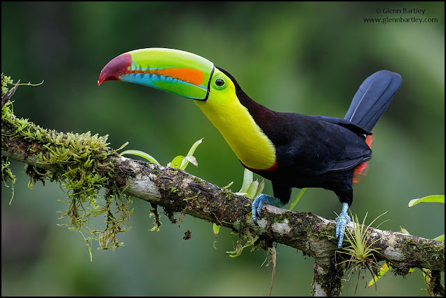 The Colorful and Unique Toucan