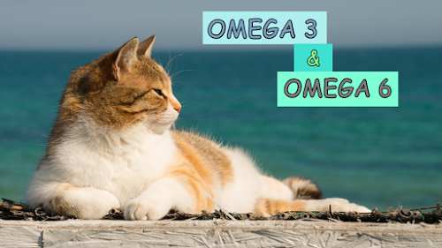 Omega 3 Kucing