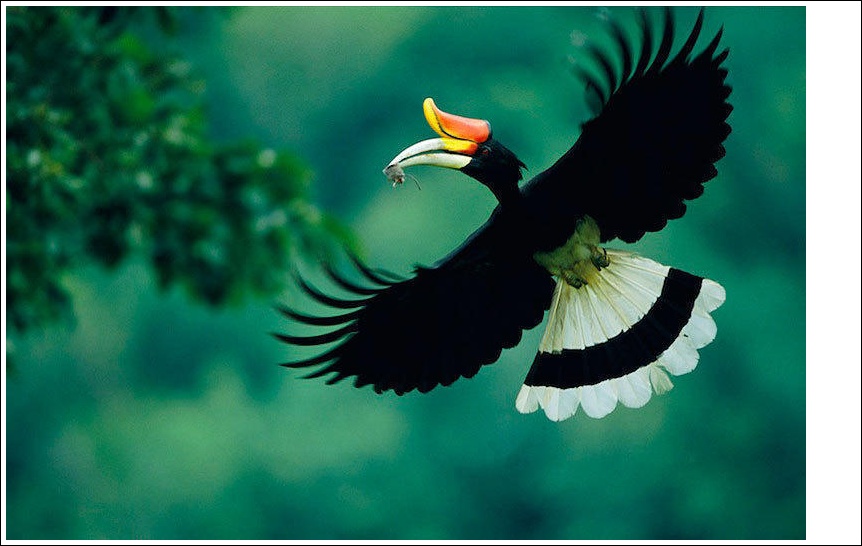 Gambar Burung Enggang | Dunia Binatang