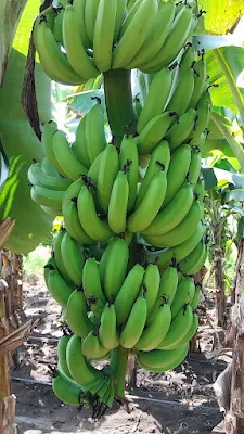 Step-by-Step Guide to Indian Banana Import-Export Business with Saudi Arabia