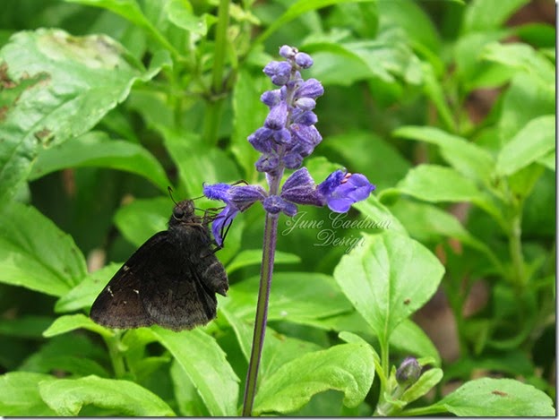 Horaces_Duskywing_Skipper