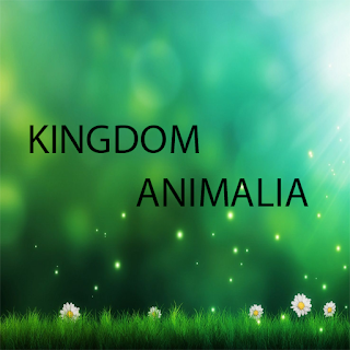 KINGDOM ANIMALIA