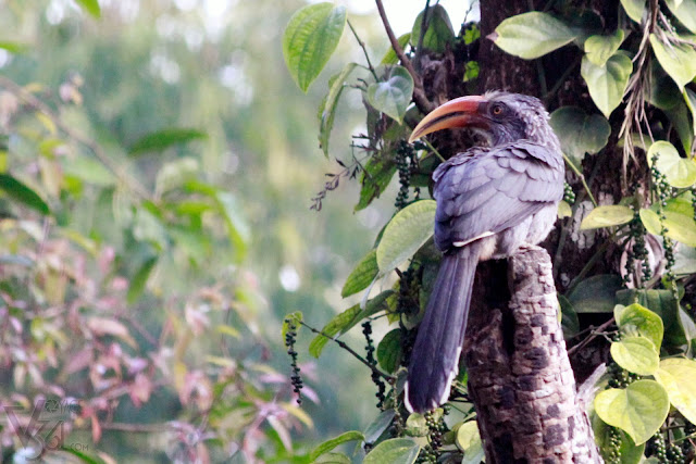 Another close shot of Malabar Grey Horn-bill