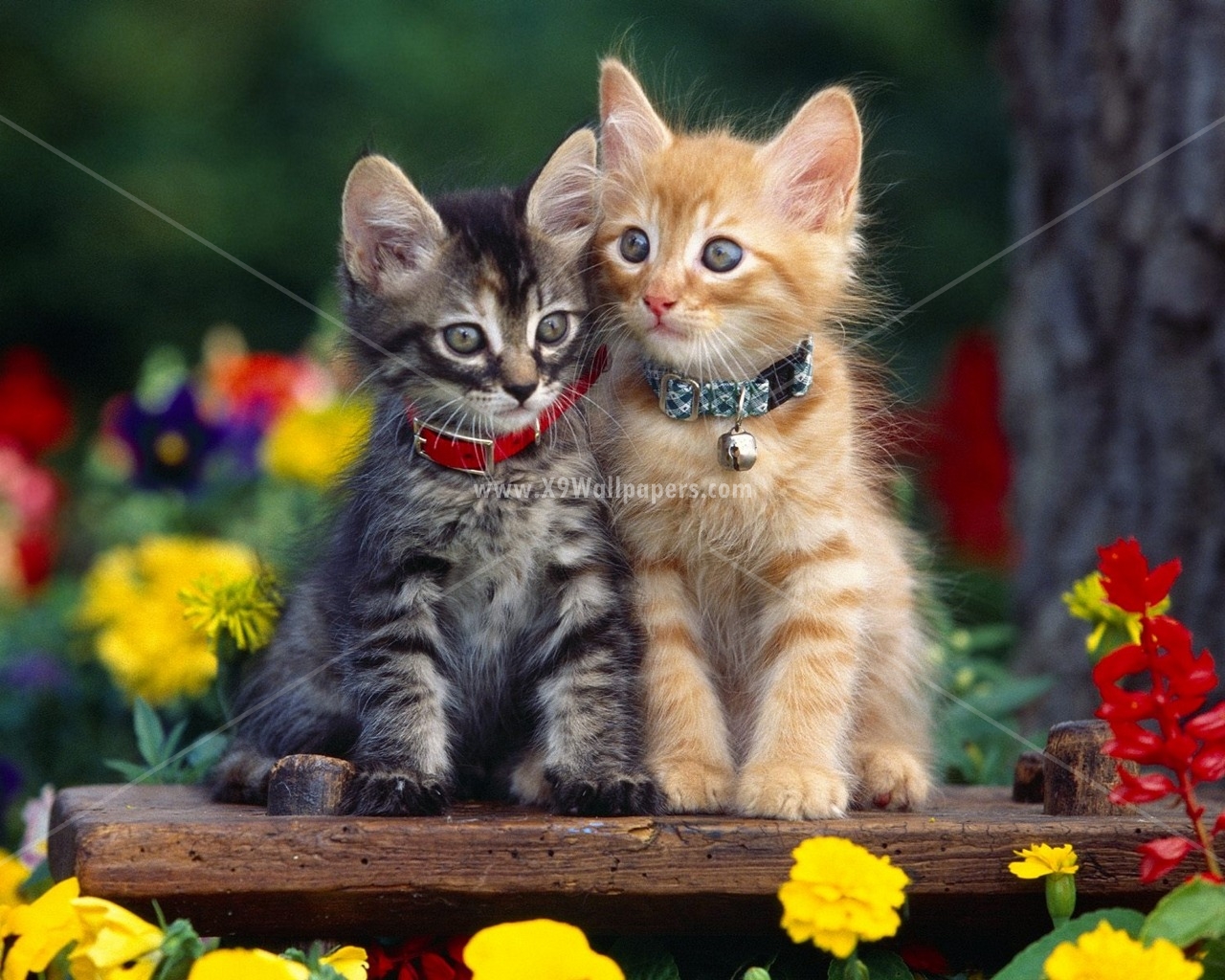 50 Cute  and Beautiful Cats  and Dogs  HD Wallpapers  and 