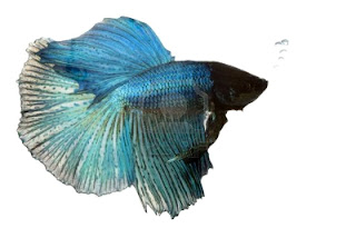 Betta-Fish-Fighter-Fish