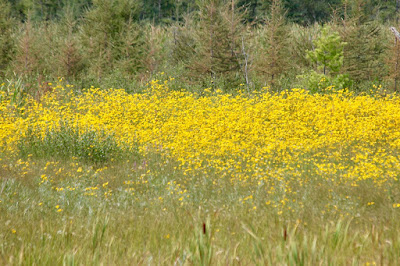 close-up of the cluster