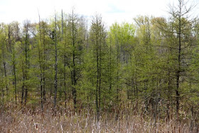 the early Spring pale green of tamaracks