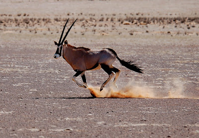 Gemsbok information