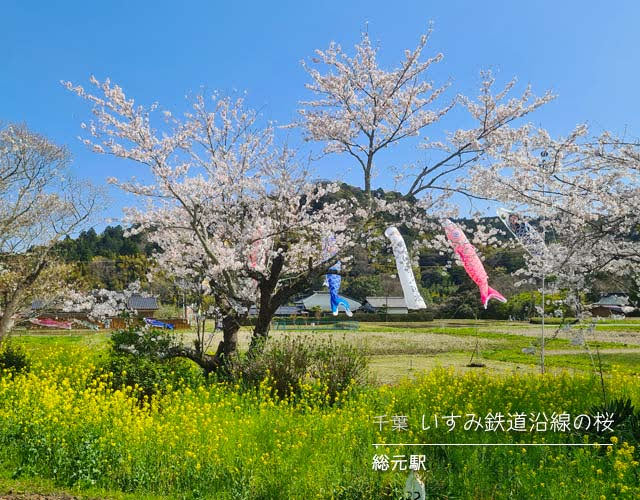 いすみ鉄道沿線の桜☆総元駅周辺の桜