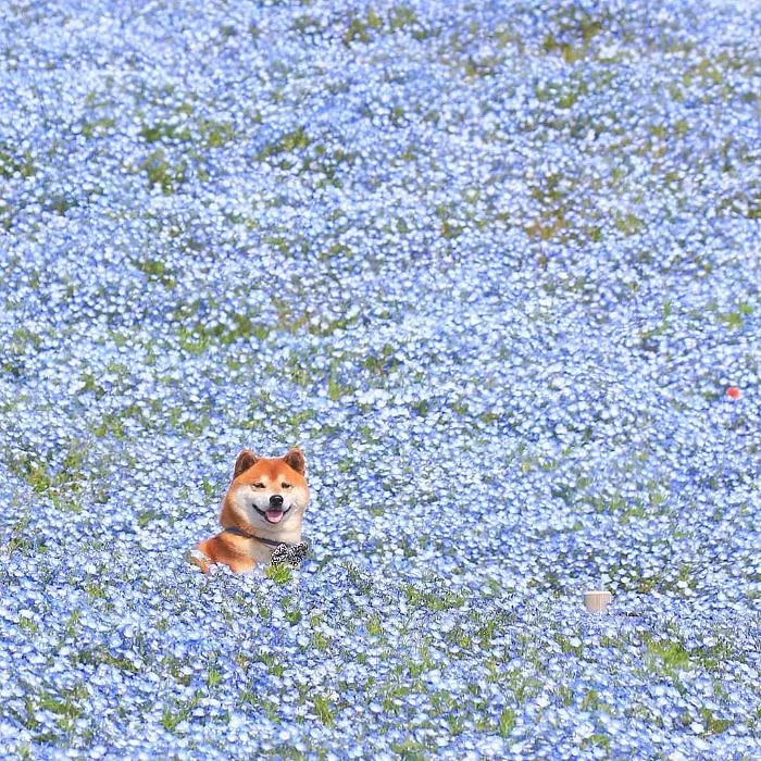 19 Adorable Pictures Of Hatchi, A Shiba Inu Dog That Is The Cutest Flower Boy In Japan