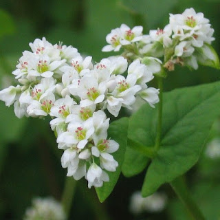 Boekweit, Fagopyrum esculentum, buckwheat