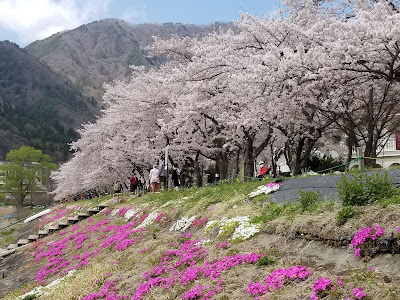 河口湖の桜と芝桜