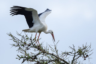 Wildlifefotografie Weißstorch Weserbergland Olaf Kerber