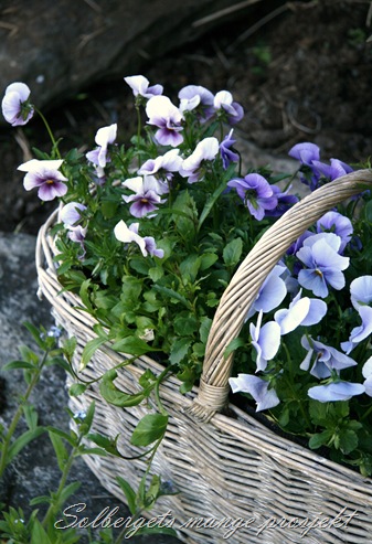 _MG_2925 til blogg